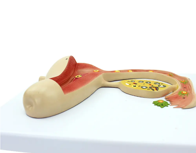 婦產(chǎn)科訓練模型的使用及維修保養(yǎng)說明