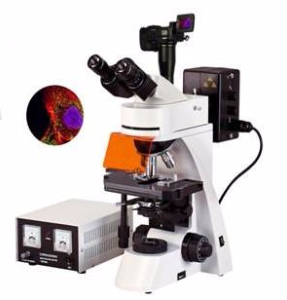 數(shù)碼型熒光顯微鏡 TXM-400D