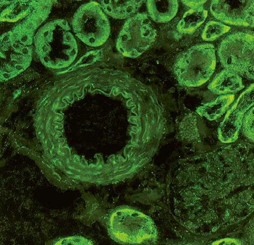 FITC染色后的小鼠腎臟