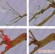 根系生長(zhǎng)檢測(cè)分析儀 GXY-A