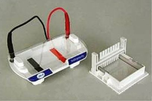 瓊脂糖水平電泳槽 WS-HS1