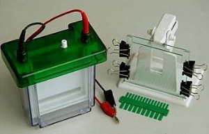 雙垂直電泳槽 WS-DB2