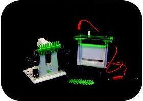 小型雙垂直電泳槽 DY-24D